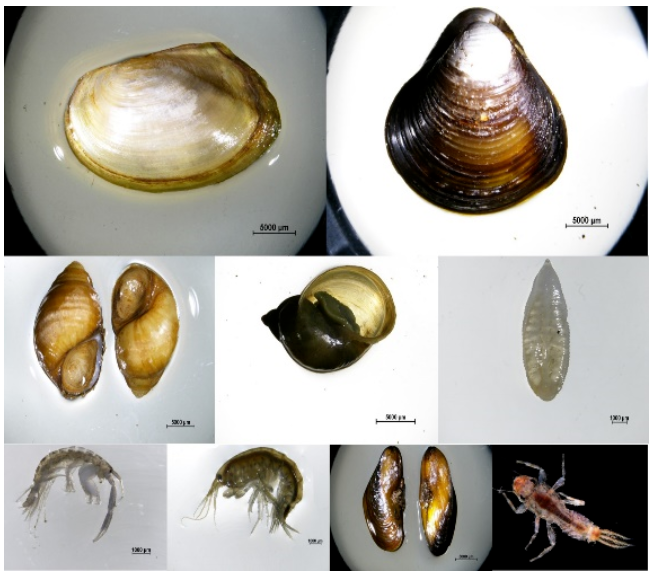 多样生物丨常州环境监测中心：争做生物多样性监测排头兵